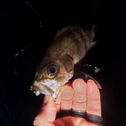 短時間メバリング