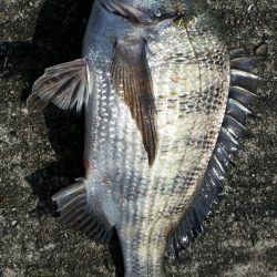 今年2戦目 半誘導沈め釣りに挑戦