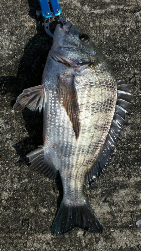 今年2戦目 半誘導沈め釣りに挑戦