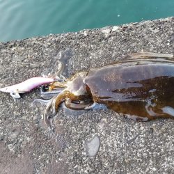 大島周辺 高知県 アオリイカ 陸っぱり 釣り 魚釣り 釣果情報サイト カンパリ