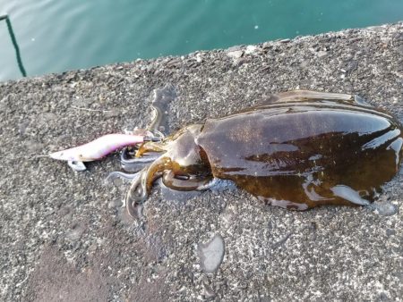 朝練エギング(^^)