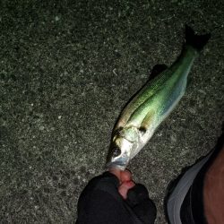 チーバスフィッシング