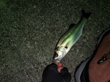 チーバスフィッシング