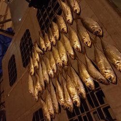 どうしてもアジが釣りたくて