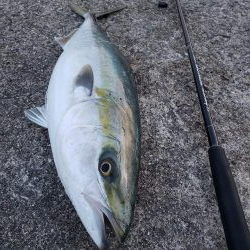 久しぶりの鰤属(^∇^)