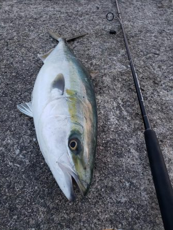 久しぶりの鰤属(^∇^)
