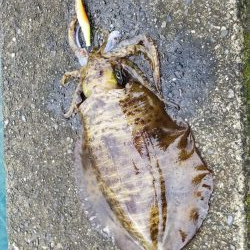 アオリキロアップ