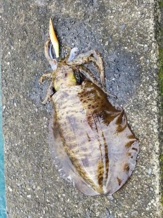 アオリキロアップ