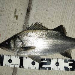 渋い中の貴重な1匹