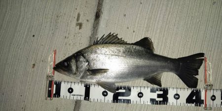 渋い中の貴重な1匹