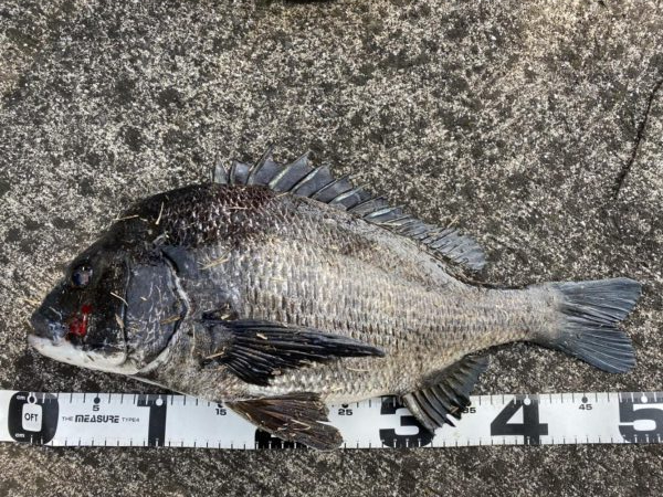 イチノ巨乳、釣果!