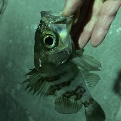 久しぶりの泉南メバリング