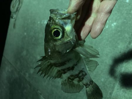 久しぶりの泉南メバリング