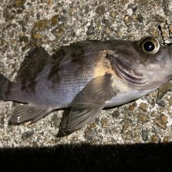 泉南メバリング