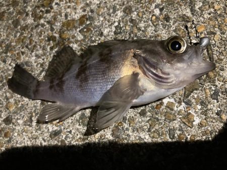 泉南メバリング