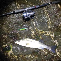 ゴロタでシーバス1本勝負！