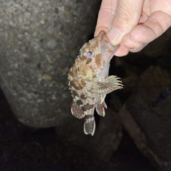 21時　メバリング