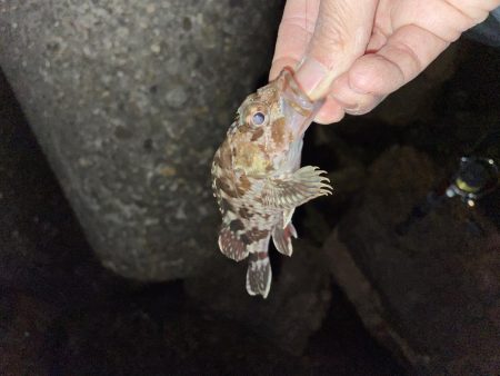 21時　メバリング