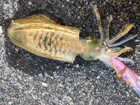 今年初釣り‼︎