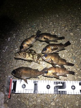 数釣りは楽しめる