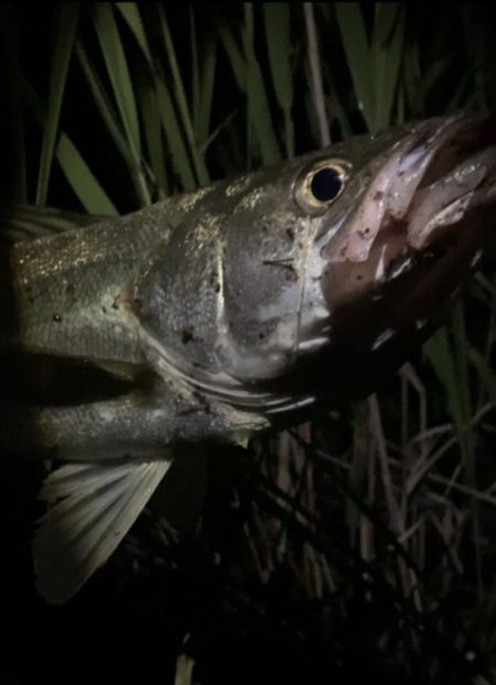 上げ潮でシーバス