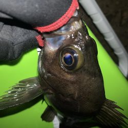 メバリング楽しい〜