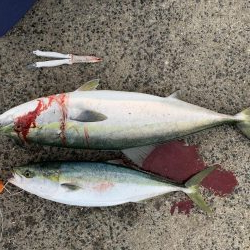 リベンジ寒鰤！