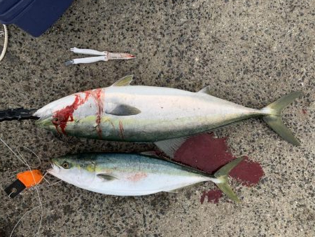 リベンジ寒鰤！