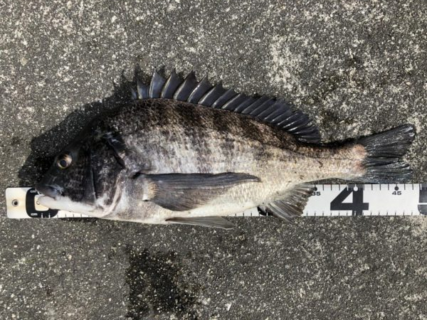 イチノ兄弟、釣果！