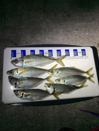 しょーみカゴ釣りしか勝たん。