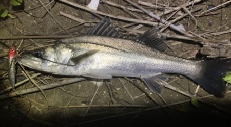 イナッコパターン