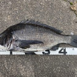 イチノ兄弟、釣果!