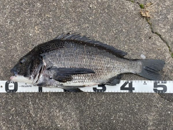 イチノ兄弟、釣果！