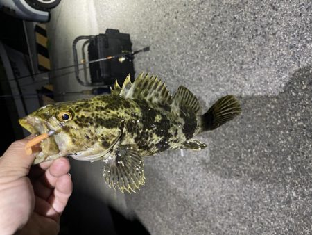 メバリング調査