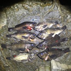 ゴロタでメバリング