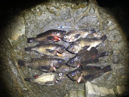 ゴロタでメバリング