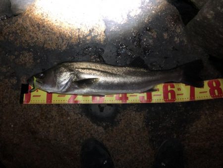 仕事帰りシーバス