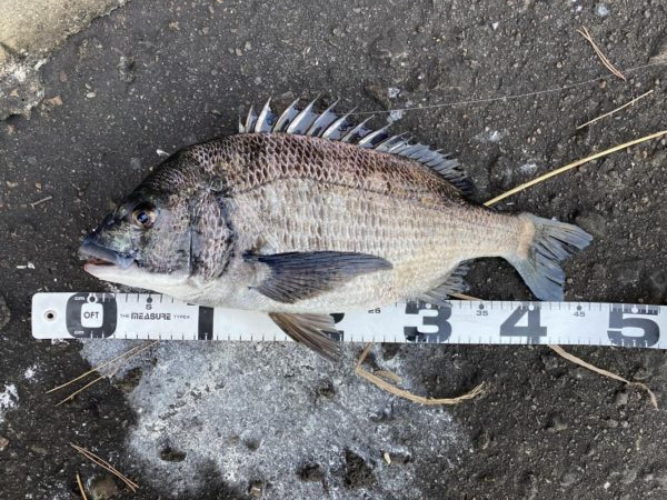 イチノ兄弟、釣果！