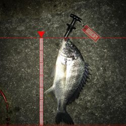 西宮キビレ数は居る