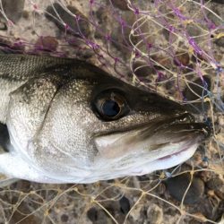 夕方がいいみたい