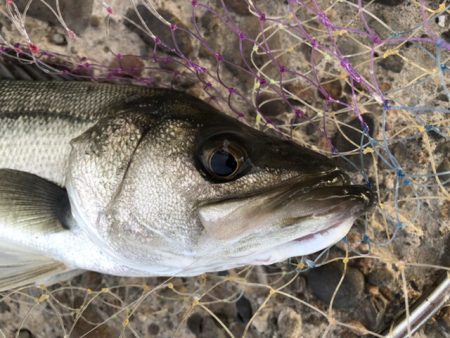 夕方がいいみたい