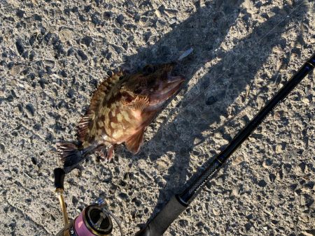 ライトゲーム&ボトム泳がせ！！