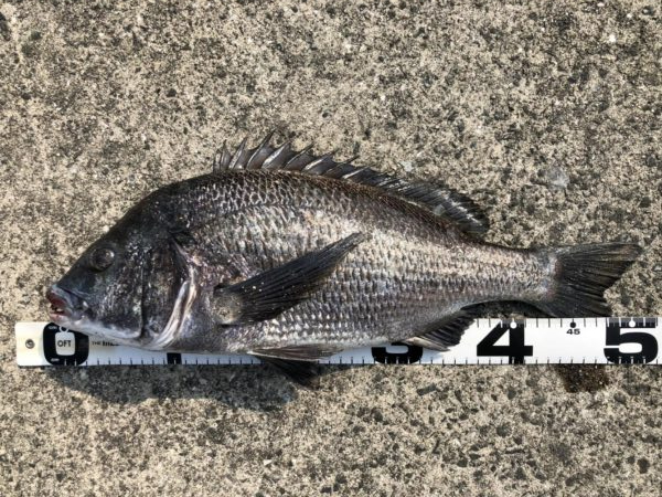 イチノ兄弟、釣果！