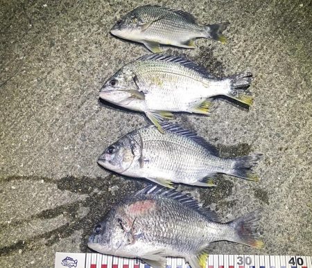 連続良型キビレ！