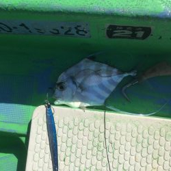 ジギングで珍魚イトヒキアジ