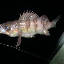 メバル(プラッキング)②