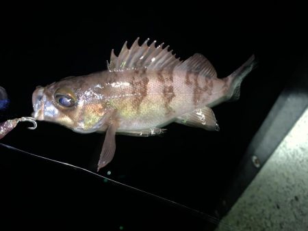 メバル(プラッキング)②