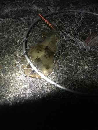 久しぶりのイカ確保