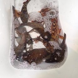 メバル　ガシラ