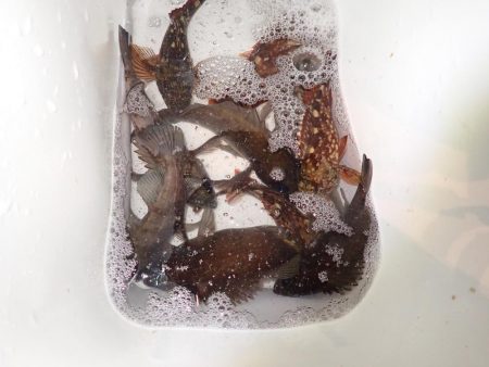 メバル　ガシラ